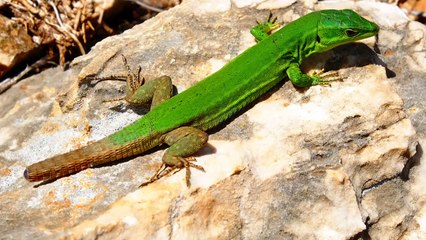 What Kills Lizards Instantly?