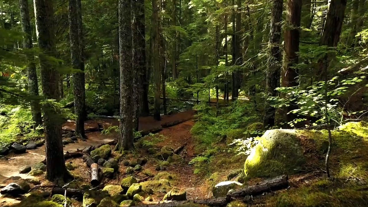 Forests-Beautiful Place On Earth