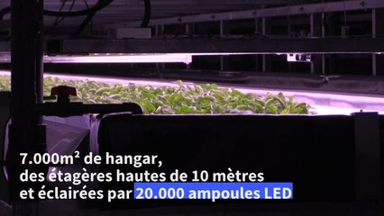 Une des plus grandes fermes "verticales" d'Europe ouvre ses portes au Danemark
