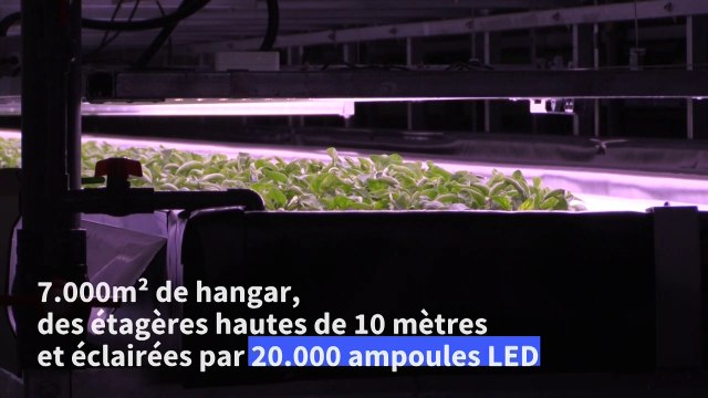 Une des plus grandes fermes verticales d'Europe ouvre ses portes au Danemark