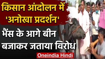 Farmers Protest: प्रदर्शनकारी ने भैंस के आगे क्यों बजाई बीन, जानिए पूरा मामला । वनइंडिया हिंदी