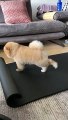 Un petit chien fait des exercices de sport sur un tapis comme un humain