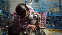 متقاعدة صينية تتشارك منزلها مع 1300 كلب