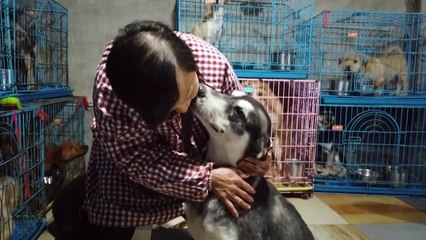 Mais de 1.300 cachorros