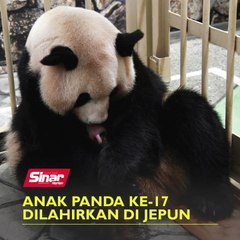 Anak panda ke-17 dilahirkan di Jepun
