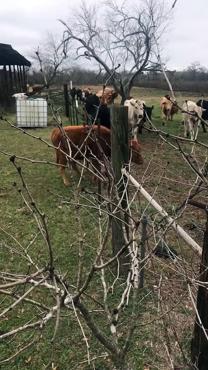 Cow Walks Right Through Barb Wire Fence