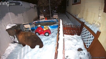 Bear Looking for a Garbage Snack in the Snow