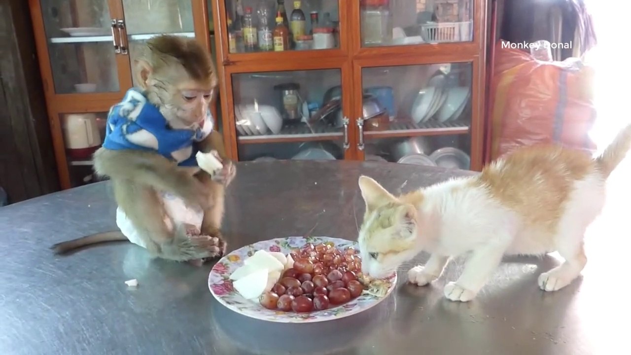 Wow Donal Very Surprise To Get New Friend Cat Join Meal With Him