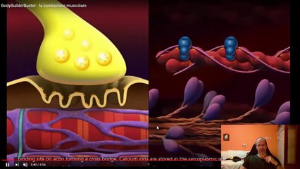 05 - Fisiologia Muscolare - Placca Motrice - Lezioni di Scienze Motorie ai Tempi del Corona Virus