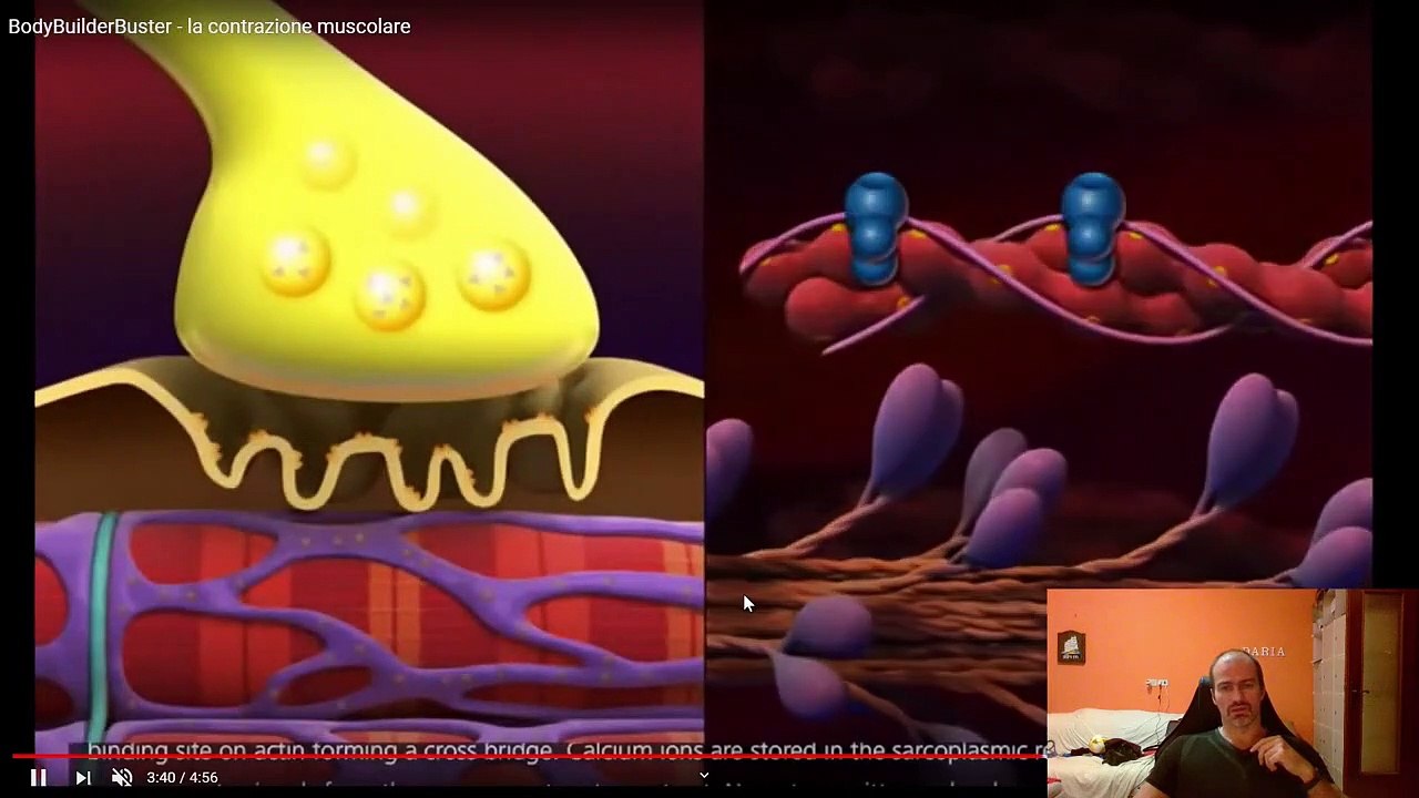 05 - Fisiologia Muscolare - Placca Motrice - Lezioni di Scienze Motorie ai Tempi del Corona Virus