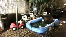 Bear Playing in a Little Pool