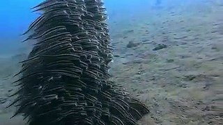 Check out this mesmerizing school of striped eel catfish (Plotosus lineatus), captured by Abyss Dive Center Bali.