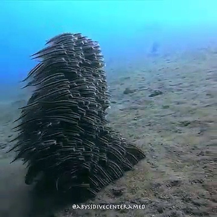 Check out this mesmerizing school of striped eel catfish (Plotosus lineatus), captured by Abyss Dive Center Bali.