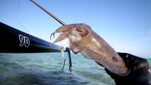 Spearfishing Cuttlefish / Zıpkınla Sübye Avı