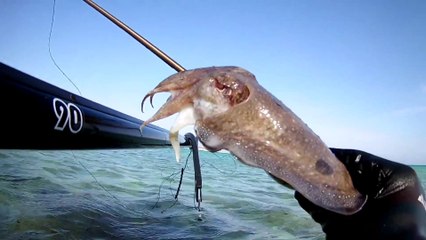 Spearfishing Cuttlefish / Zıpkınla Sübye Avı