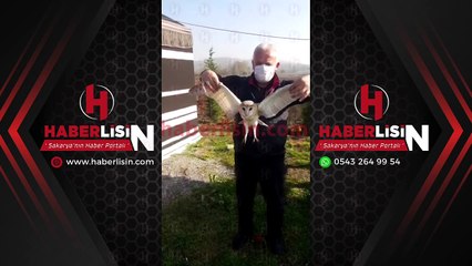 SÖĞÜTLÜ’DE YARALI PEÇELİ BAYKUŞ BULUNDU