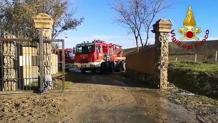 Scandale (KR) - Recuperata una mucca scivolata in un canale di scolo (07.12.20)