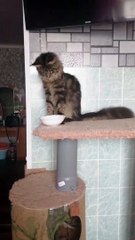Maine Coon Cat Tips Bowl of Milk