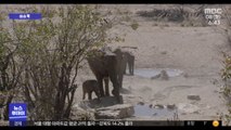 [이슈톡] 극심한 경제난에 야생 코끼리 170마리 경매
