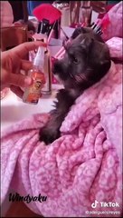 mascotas divertias - tik tok