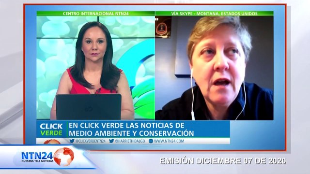 Acciones legales en contra de retiro de protección a especie de lobo en EE.UU