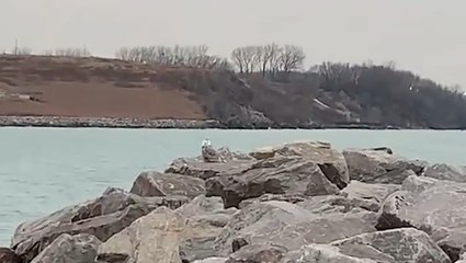 Snowy owl... No snow required
