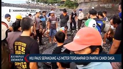 Hiu Paus Sepanjang 4,5 Meter Terdampar Di Pantai Candi Dasa
