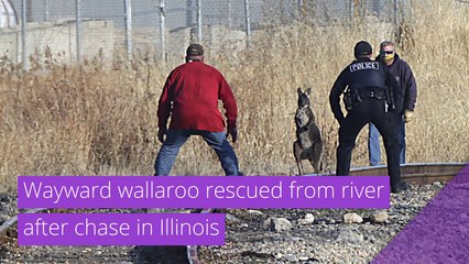 Wayward wallaroo rescued from river after chase in Illinois, and other top stories in strange news from December 08, 2020.