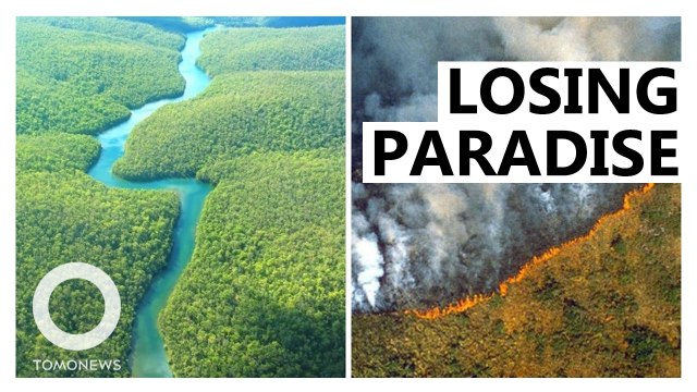 Amazon Deforestation Increasing Under Bolsonaro's Government