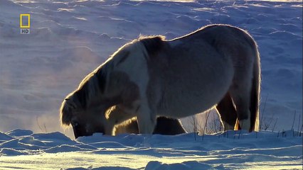 Wild Russia E01 - Siberia