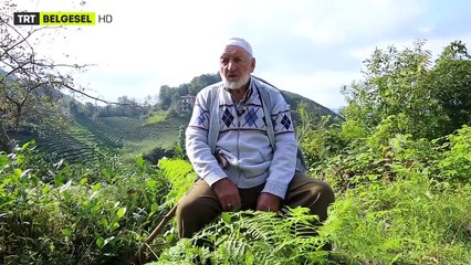 Nargin - Yılan Adası