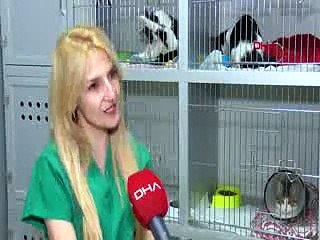 Patileri kesilen kedinin ölümünde 'büyü' iddiası