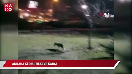 Ankara kedisi tilkiye karşı