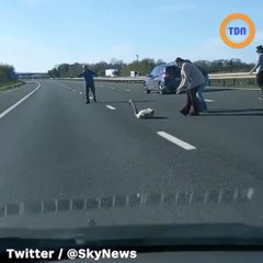 Un cygne est sauvé sur l'autoroute par des hommes valeureux !