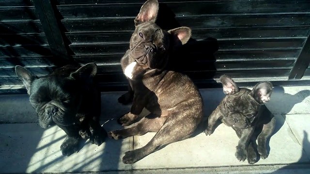 フレンチブルドッグ達の日常LaviequotidienneFrançais Bulldogs Daily life of French bulldogs La vida diaria de los Bulldogs Franceses Vita quotidiana dei bulldog francesi Alltag der französischen Bulldoggen
