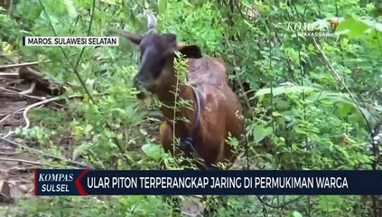 Ular Piton Terperangkap Jaring Dipermukiman Warga