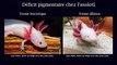 Régénération des membres chez l'axolotl