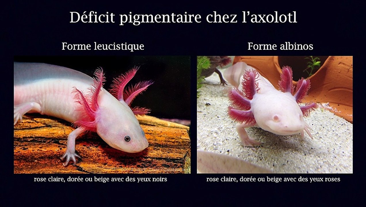 Régénération des membres chez l'axolotl