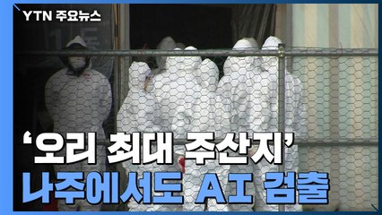 '오리 최대 주산지' 나주도 AI 검출...반경 10km 가금류 300만 마리 초비상! / YTN