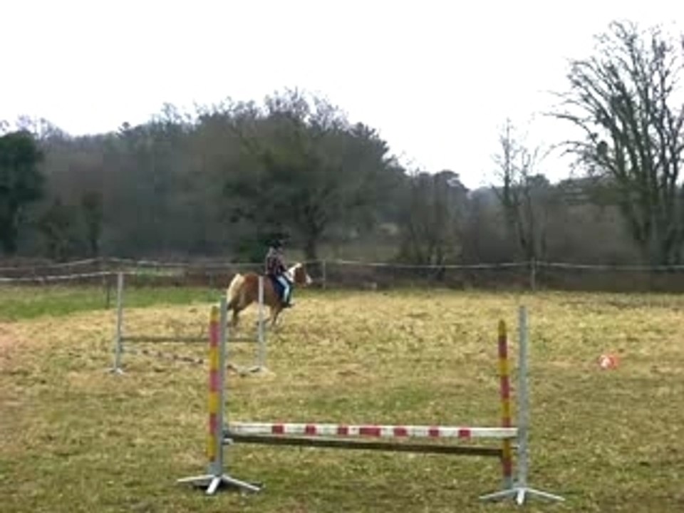 Une haflinger en action !
