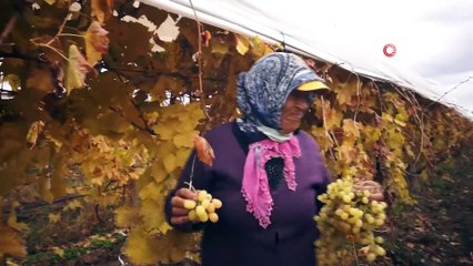 - Manisa’da kış ayında üzüm hasadı