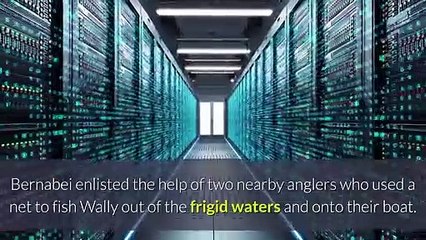 Wild Wallaroo chase ends in Illinois River for first responders