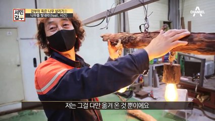 썩은 나무가 작품이 되는 과정, 조명으로 재탄생한 나무