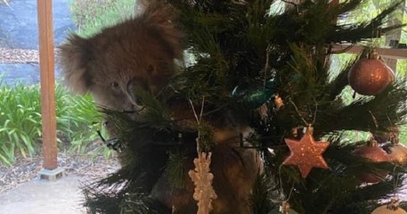 En Australie, une famille a trouvé un koala perché dans son sapin de Noël