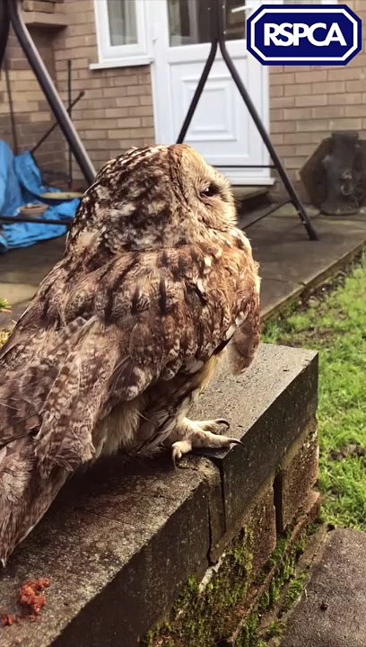 Owl release