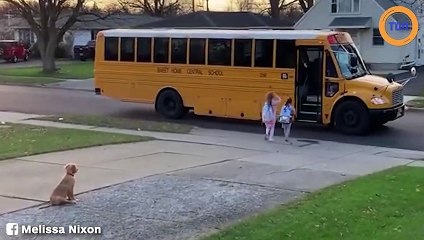 Tous les matins, ce chien accompagne les enfants de sa propriétaire devant l’autobus scolaire !