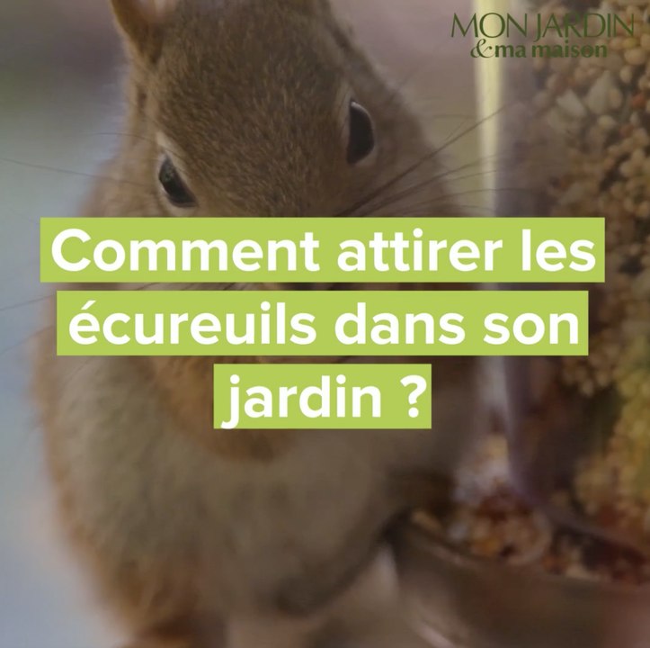 Comment attirer les écureuils dans son jardin ? Vidéo Dailymotion