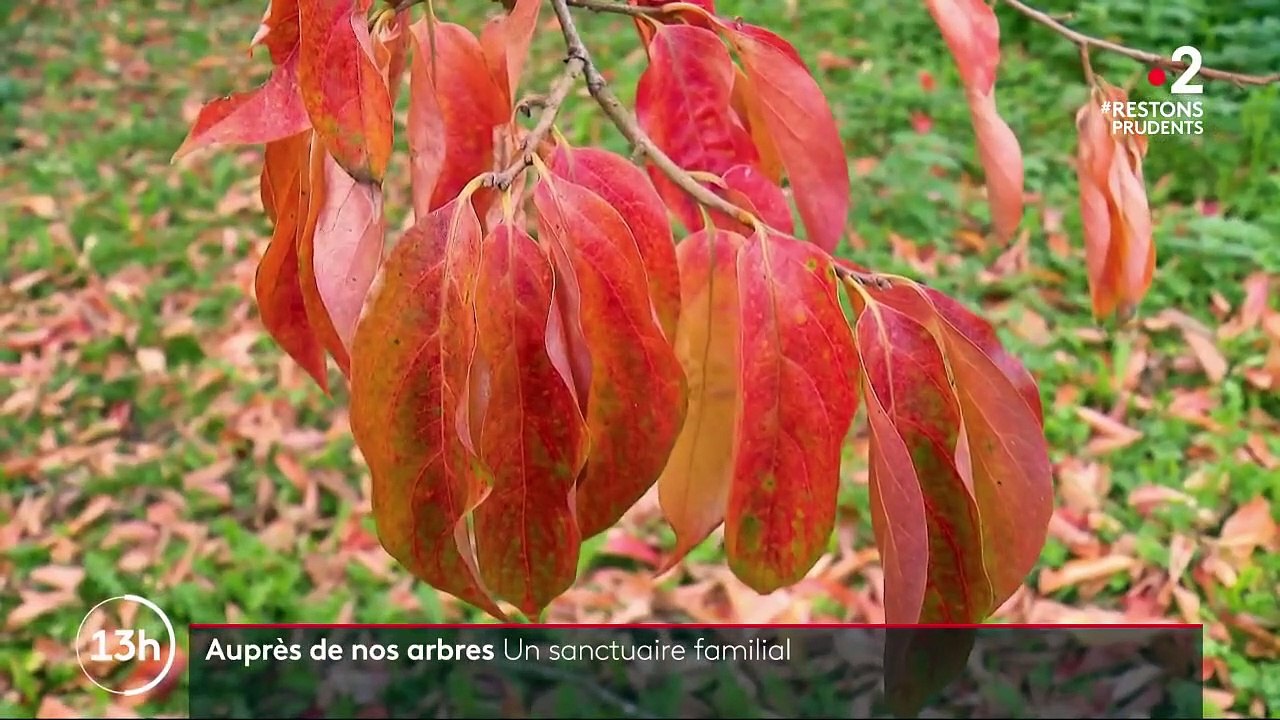 Pyrénées-Atlantiques : l'arboretum de Payssas, un sanctuaire pour les arbres