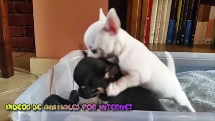 CACHORROS DIVERTIDOS de CHIHUAHUA 2020