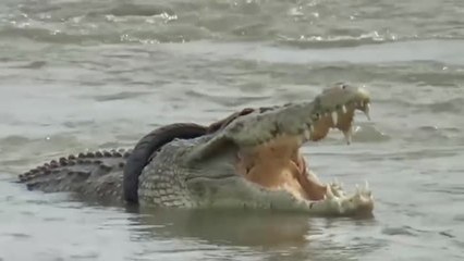 Tratan de liberar a un cocodrilo que lleva cuatro años con un neumático atascado en el cuello